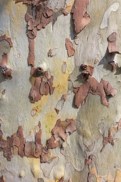 桉树树皮纹理自然背景 — 图库照片
