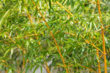 Bambu ağacı görünümü kapatın