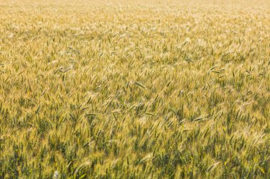 Görünümü çavdar olgun kulaklara kadar kapatın