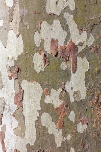 Textura kůry stromu eukalyptu — Stock fotografie