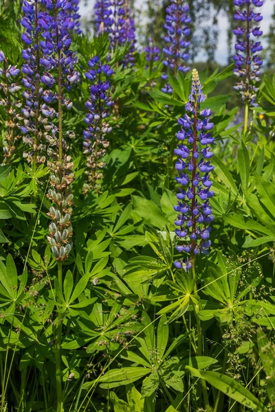 stock image View on lupine flowers at green grass