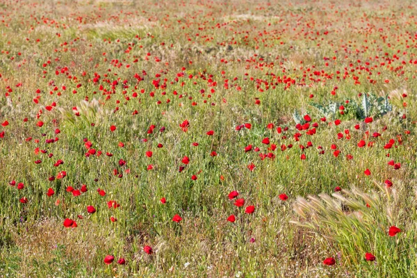 Kijk op rode papavers veld — Stockfoto