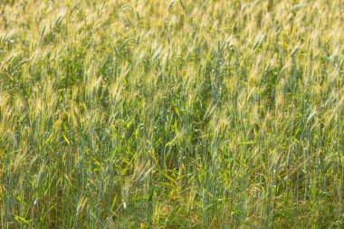 Görünümü çavdar olgun kulaklara kadar kapatın
