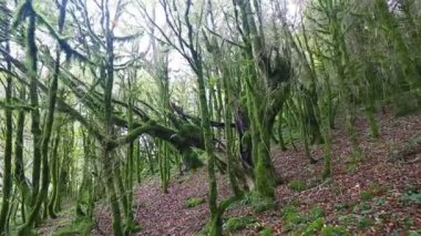 Vahşi mistik orman yolundan tarafından taşıma