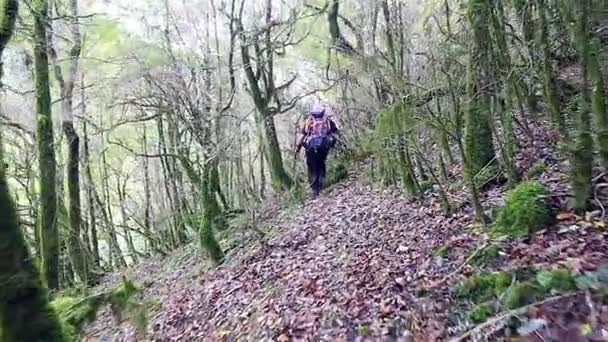 Backpacker caminhando pela floresta selvagem — Vídeo de Stock