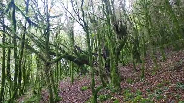 野生の神秘的な森の中のパスで移動 — ストック動画