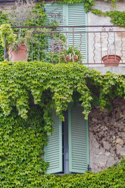 Pencere Panjur ve yeşil sarmaşık