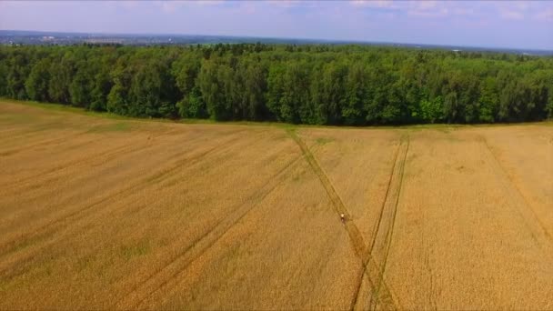 Чоловік їде на велосипеді на стиглому житньому полі — стокове відео