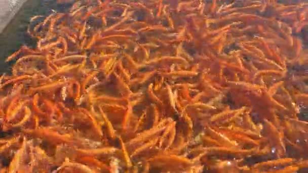 Pesci di trota ambra allo stagno artificiale — Video Stock