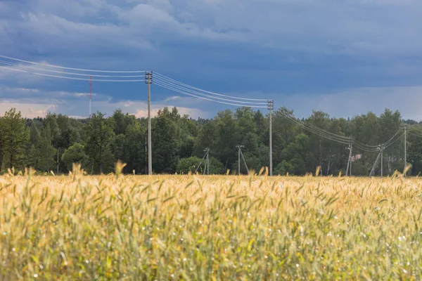 Krajobraz z linii przesyłowej żyta dojrzałe pola i energii elektrycznej — Zdjęcie stockowe