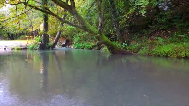 Moviéndose sobre el flujo del arroyo forestal — Vídeos de Stock