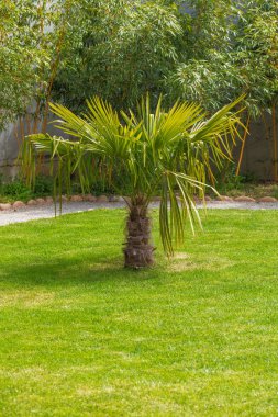 palmiye ağacı üzerinde göster