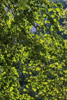 Doğal arka plan yeşil huş ağacı yaprakları