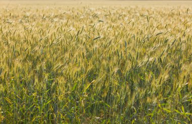 Görünümü çavdar olgun kulaklara kadar kapatın