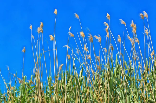 Färgglada målning av naturen med fluffiga gräs — Stockfoto