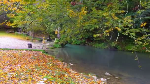Moving over the forest creek flow — Stock Video