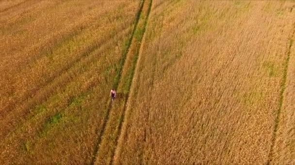 Muž jedoucí na kole polem zralé žito — Stock video