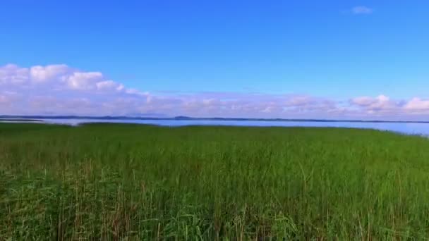 Flug über Wasseroberfläche und Schilf — Stockvideo