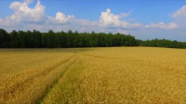 Adam binicilik bisiklet olgun çavdar alana göre