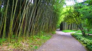 Bambu yolu tarafından taşıma