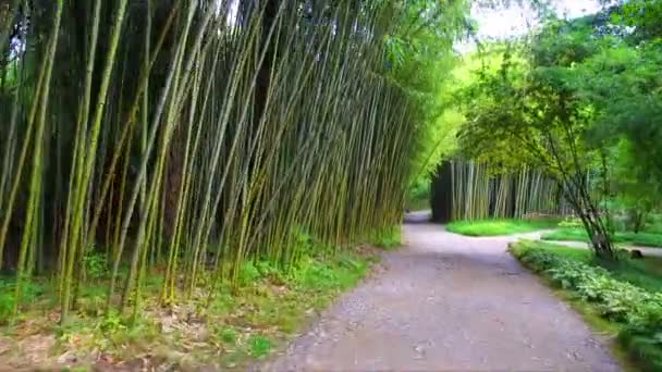 Moving by the bamboo path — Stock Video