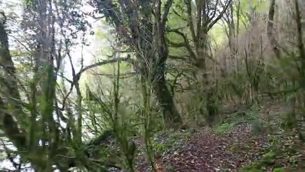 Перемещение по тропе через дикий мистический лес — стоковое видео