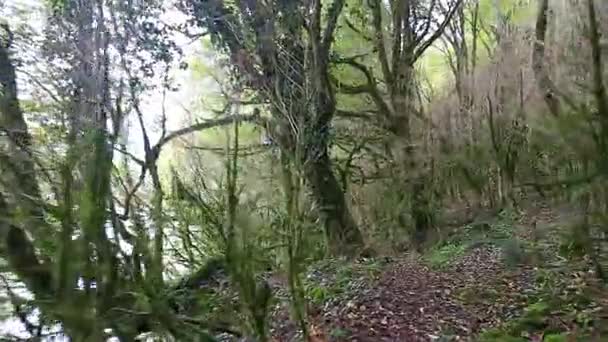 Se déplacer par le chemin à travers la forêt mystique sauvage — Video