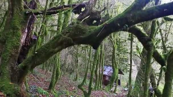 Se déplacer dans la forêt mystique sauvage — Video