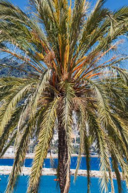 Yukarı palmiye ağacı taç cose üzerinde göster