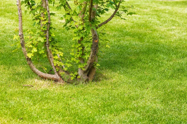 Révy strom na trávníku — Stock fotografie