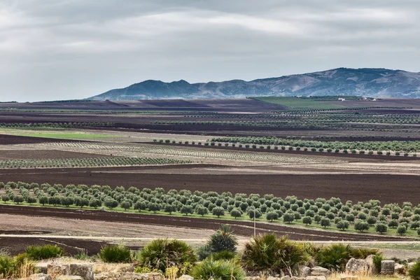 View at agriculture fields — Stock Photo, Image