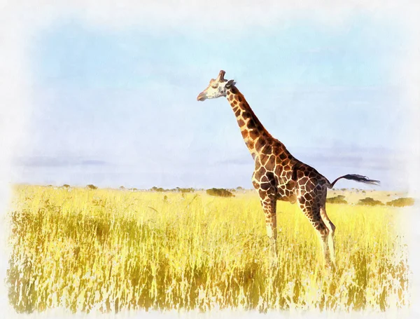 Żyrafa kolorowy obraz o park narodowy — Zdjęcie stockowe