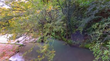 Orman creek akış üzerinde hareket