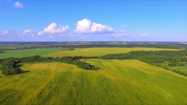 Drone uçuş olgun çavdar kulakları alanın üzerinde — Stok video