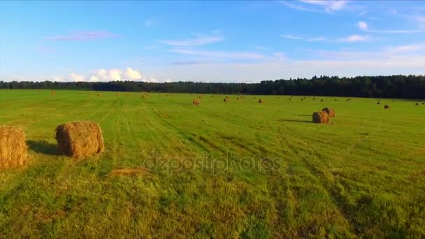 Drone uçuş haystacks üzerinde — Stok video