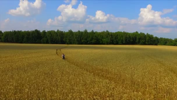 Чоловік їде на велосипеді на стиглому житньому полі — стокове відео