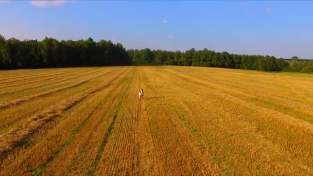 Dvě děti běží zkosený žluté pole — Stock video