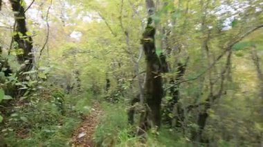 Vahşi orman yolundan tarafından taşıma