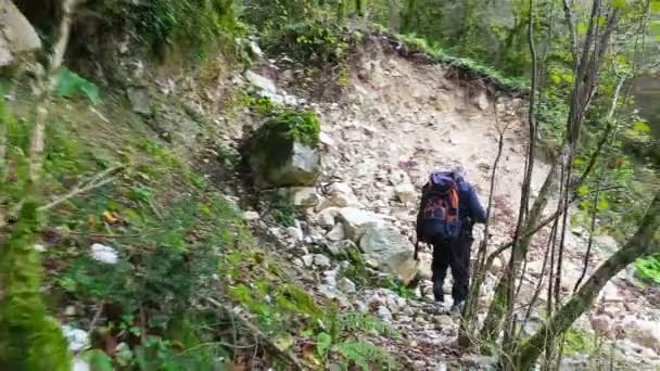 Backpacker caminhando pela floresta selvagem — Vídeo de Stock