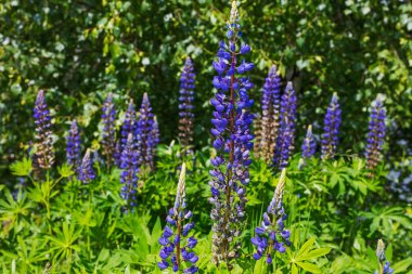 Acı bakla yeşil çim çiçeklere görüntüleyin