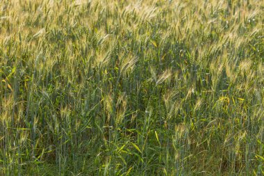 Görünümü çavdar olgun kulaklara kadar kapatın