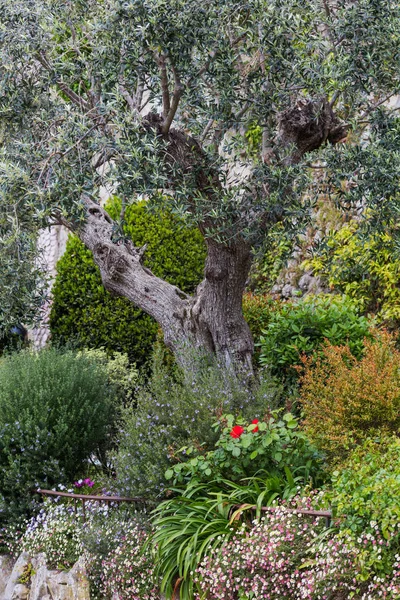 Bahçedeki zeytin ağacı