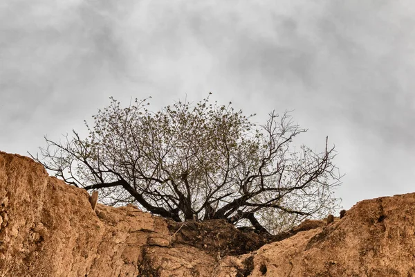 Árbol en la roca — Foto de Stock