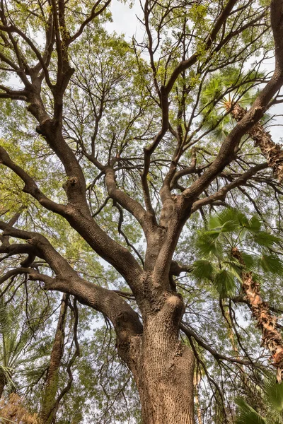 Árvore com ramos grandes — Fotografia de Stock