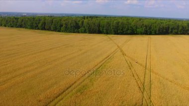 Adam binicilik bisiklet olgun çavdar alana göre