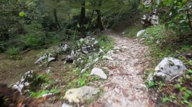 Vahşi orman yolundan tarafından taşıma