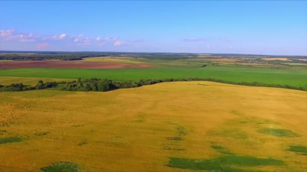 Drone vlucht over de rijp rogge oren veld — Stockvideo