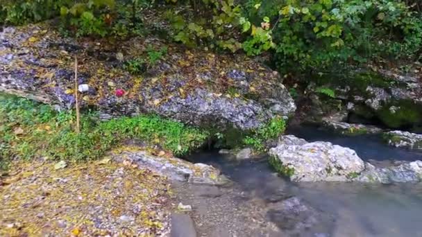 Flytta över forest creek flödet — Stockvideo