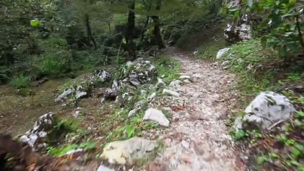 Перемещение по тропе через дикий лес — стоковое видео