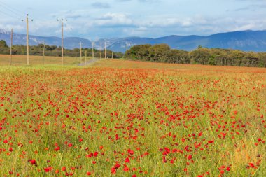 Kırmızı haşhaş sahada görüntülemek